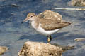 Spotted Sandpiper Actitis macularius