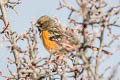 Spotted Towhee Pipilo maculatus arcticus