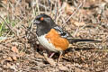 Spotted Towhee Pipilo maculatus arcticus