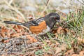 Spotted Towhee Pipilo maculatus arcticus