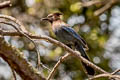 Steller's Jay Cyanocitta stelleri carbonacea 