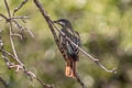 Sulphur-bellied Flycatcher Myiodynastes luteiventris