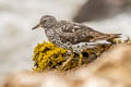 Surfbird Calidris virgata