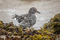 Surfbird Calidris virgata