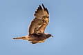 Swainson's Hawk Buteo swainsoni