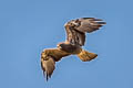 Swainson's Hawk Buteo swainsoni