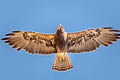 Swainson's Hawk Buteo swainsoni