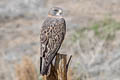 Swainson's Hawk Buteo swainsoni