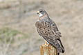 Swainson's Hawk Buteo swainsoni