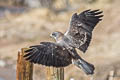 Swainson's Hawk Buteo swainsoni