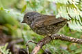 Thick-billed Fox Sparrow Passerella megarhyncha (Large-billed Fox Sparrow)