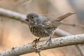 Thick-billed Fox Sparrow Passerella megarhyncha (Large-billed Fox Sparrow)