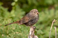 Thick-billed Fox Sparrow Passerella megarhyncha (Large-billed Fox Sparrow)