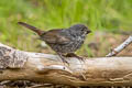 Thick-billed Fox Sparrow Passerella megarhyncha (Large-billed Fox Sparrow)