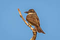 Thick-billed Kingbird Tyrannus crassirostris pompalis