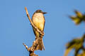 Thick-billed Kingbird Tyrannus crassirostris pompalis