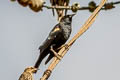 Tricoloured Blackbird Agelaius tricolor