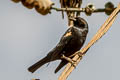 Tricoloured Blackbird Agelaius tricolor