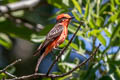 Vermilion Flycatcher Pyrocephalus obscurus flammeus