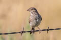 Vesper Sparrow Pooecetes gramineus confinis 