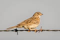 Vesper Sparrow Pooecetes gramineus confinis 