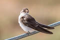 Violet-green Swallow Tachycineta thalassina thalassina