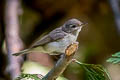 Warbling Vireo Vireo gilvus swainsoni