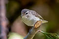 Warbling Vireo Vireo gilvus swainsoni