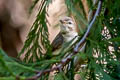 Warbling Vireo Vireo gilvus swainsoni