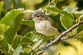 Warbling Vireo Vireo gilvus swainsoni