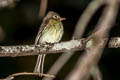 Western Flycatcher Empidonax difficilis difficilis