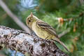 Western Flycatcher Empidonax difficilis hellmayri