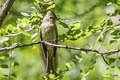 Western Flycatcher Empidonax difficilis hellmayri