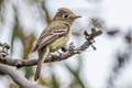 Western Flycatcher Empidonax difficilis difficilis