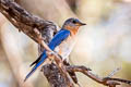 Western Bluebird Sialia mexicana bairdi