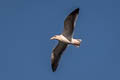 Western Gull Larus occidentalis wymani 