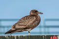 Western Gull Larus occidentalis wymani 