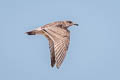 Western Gull Larus occidentalis wymani 