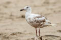 Western Gull Larus occidentalis wymani 