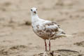 Western Gull Larus occidentalis wymani 