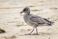 Western Gull Larus occidentalis wymani 