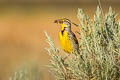 Western Meadowlark Sturnella neglecta neglecta