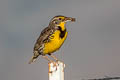 Western Meadowlark Sturnella neglecta neglecta