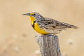 Western Meadowlark Sturnella neglecta neglecta