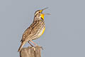 Western Meadowlark Sturnella neglecta neglecta