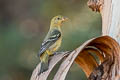 Western Tanager Piranga ludoviciana