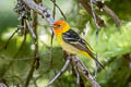 Western Tanager Piranga ludoviciana