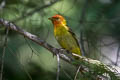 Western Tanager Piranga ludoviciana