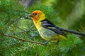 Western Tanager Piranga ludoviciana