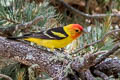 Western Tanager Piranga ludoviciana